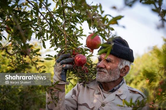 گزارش تصویری | فصل برداشت انار از باغ‌های شهرستان کاشمر