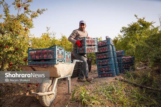 گزارش تصویری | فصل برداشت انار از باغ‌های شهرستان کاشمر