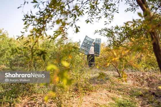 گزارش تصویری | فصل برداشت انار از باغ‌های شهرستان کاشمر