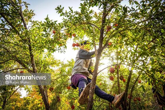 گزارش تصویری | فصل برداشت انار از باغ‌های شهرستان کاشمر