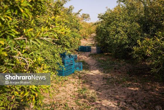 گزارش تصویری | فصل برداشت انار از باغ‌های شهرستان کاشمر