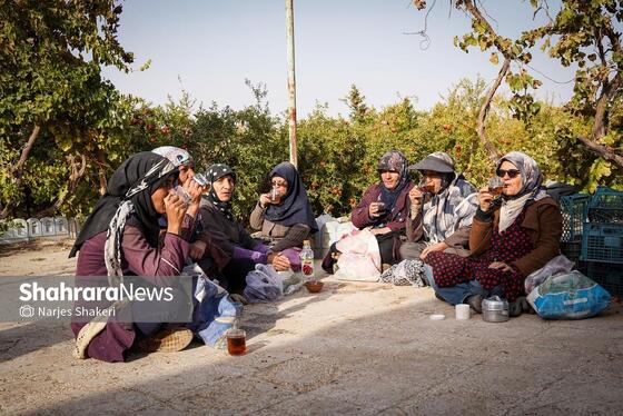 گزارش تصویری | فصل برداشت انار از باغ‌های شهرستان کاشمر