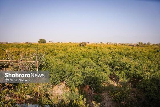 گزارش تصویری | فصل برداشت انار از باغ‌های شهرستان کاشمر