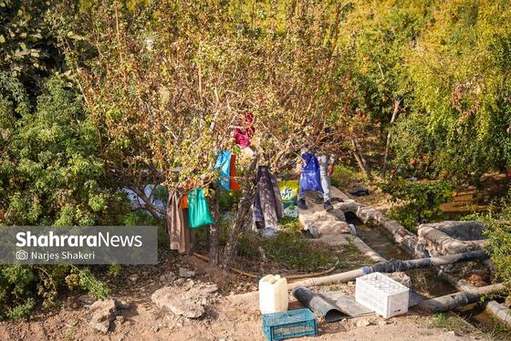 گزارش تصویری | فصل برداشت انار از باغ‌های شهرستان کاشمر