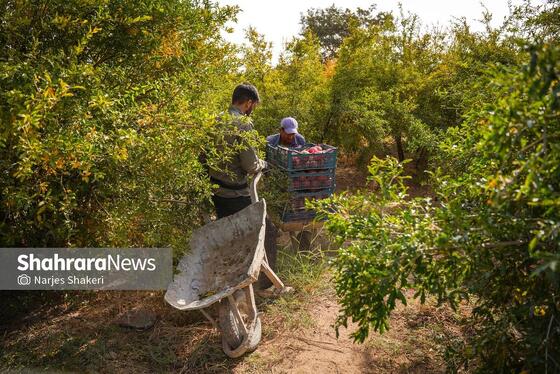 گزارش تصویری | فصل برداشت انار از باغ‌های شهرستان کاشمر