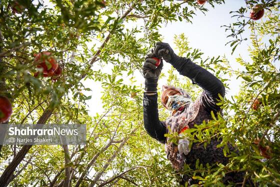 گزارش تصویری | فصل برداشت انار از باغ‌های شهرستان کاشمر