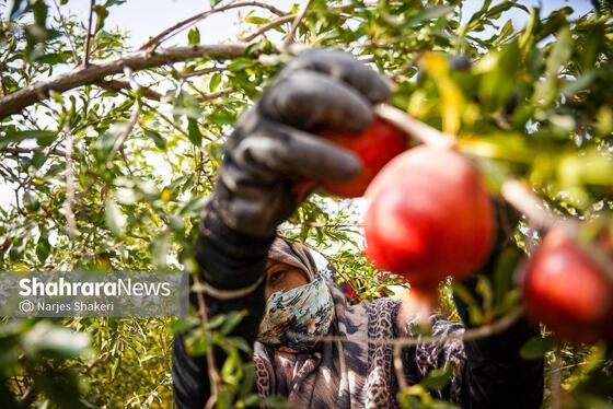 گزارش تصویری | فصل برداشت انار از باغ‌های شهرستان کاشمر