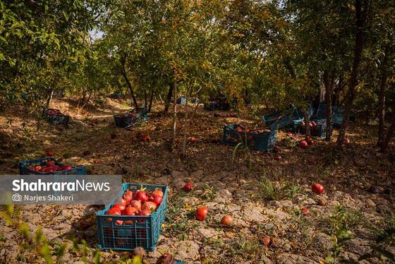 گزارش تصویری | فصل برداشت انار از باغ‌های شهرستان کاشمر