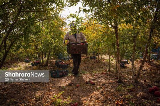 گزارش تصویری | فصل برداشت انار از باغ‌های شهرستان کاشمر