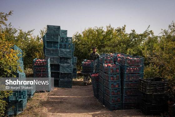 گزارش تصویری | فصل برداشت انار از باغ‌های شهرستان کاشمر