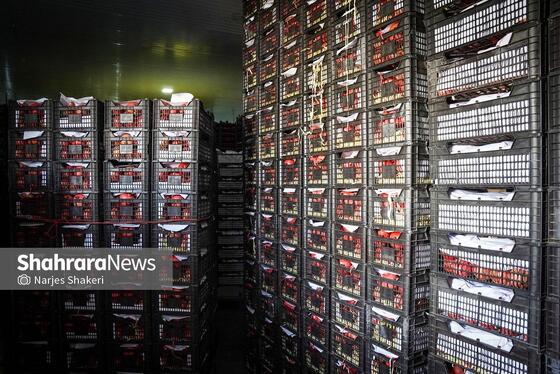 گزارش تصویری | فصل برداشت انار از باغ‌های شهرستان کاشمر