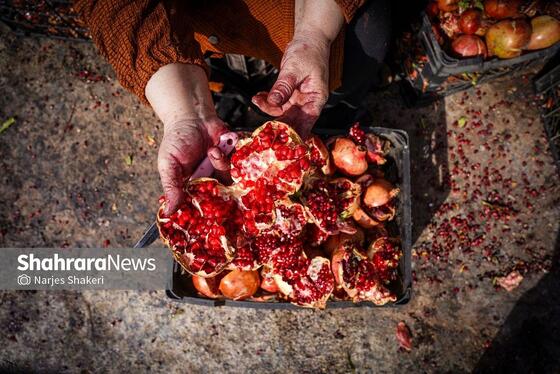 گزارش تصویری | فصل برداشت انار از باغ‌های شهرستان کاشمر