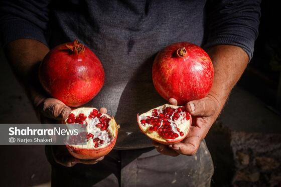 گزارش تصویری | فصل برداشت انار از باغ‌های شهرستان کاشمر