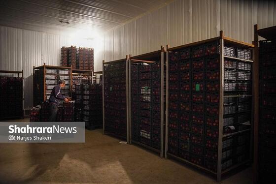 گزارش تصویری | فصل برداشت انار از باغ‌های شهرستان کاشمر