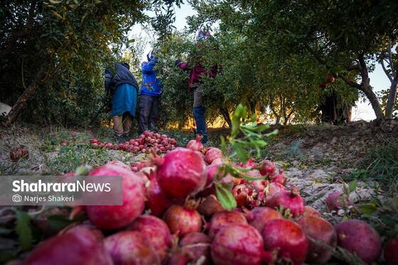گزارش تصویری | فصل برداشت انار از باغ‌های شهرستان کاشمر