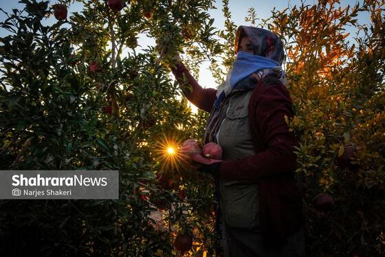 گزارش تصویری | فصل برداشت انار از باغ‌های شهرستان کاشمر