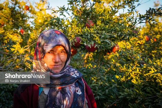 گزارش تصویری | فصل برداشت انار از باغ‌های شهرستان کاشمر