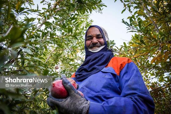 گزارش تصویری | فصل برداشت انار از باغ‌های شهرستان کاشمر