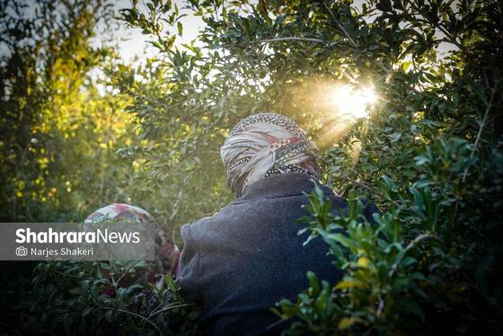گزارش تصویری | فصل برداشت انار از باغ‌های شهرستان کاشمر
