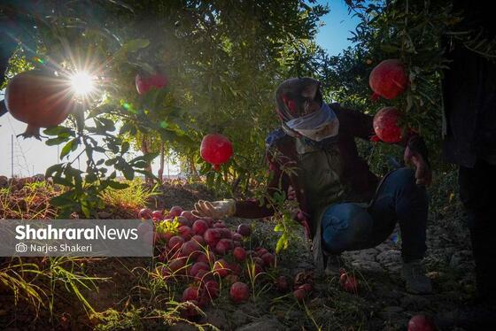 گزارش تصویری | فصل برداشت انار از باغ‌های شهرستان کاشمر
