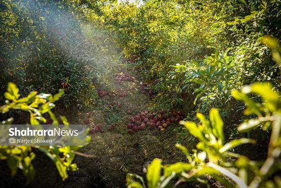 گزارش تصویری | فصل برداشت انار از باغ‌های شهرستان کاشمر