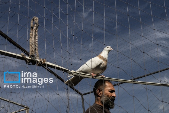 گزارش تصویری | جمعه‌های قفسی