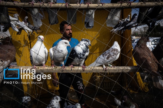 گزارش تصویری | جمعه‌های قفسی