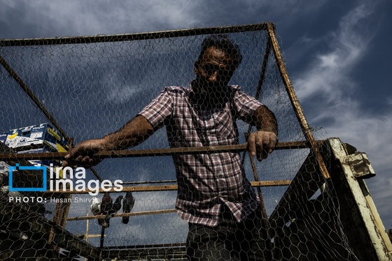 گزارش تصویری | جمعه‌های قفسی