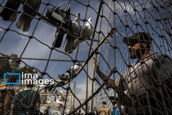 گزارش تصویری | جمعه‌های قفسی