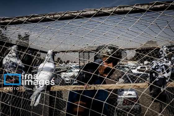 گزارش تصویری | جمعه‌های قفسی