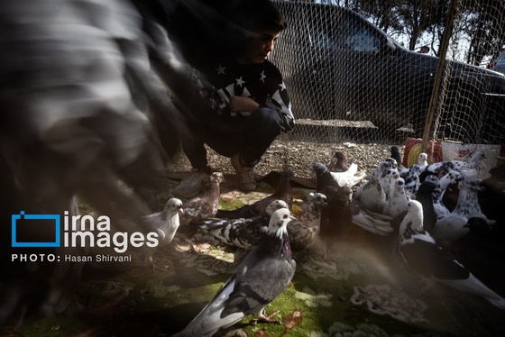 گزارش تصویری | جمعه‌های قفسی