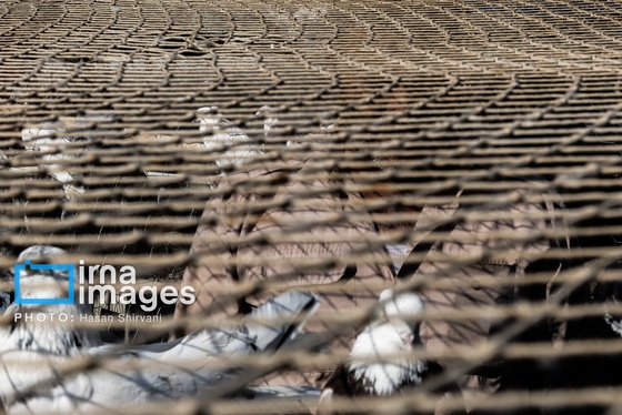 گزارش تصویری | جمعه‌های قفسی