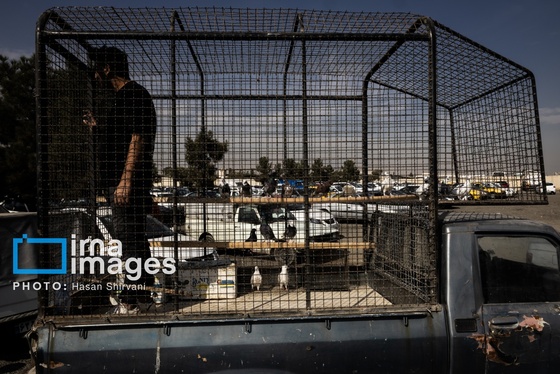 گزارش تصویری | جمعه‌های قفسی