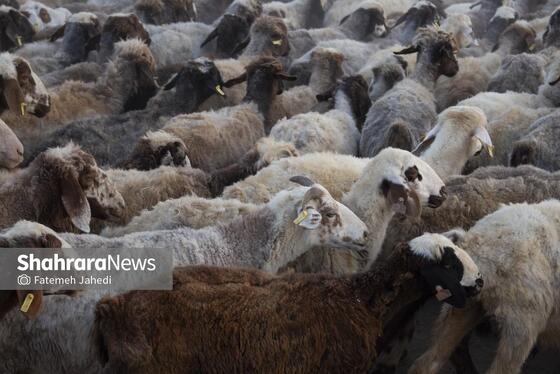 گزارش تصویری | مزرعه دامپروری چپرقویمه