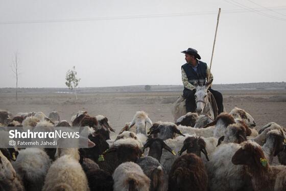 گزارش تصویری | مزرعه دامپروری چپرقویمه