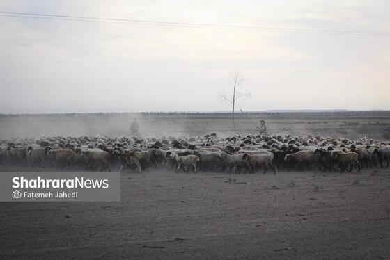 گزارش تصویری | مزرعه دامپروری چپرقویمه