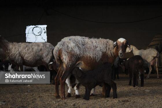 گزارش تصویری | مزرعه دامپروری چپرقویمه