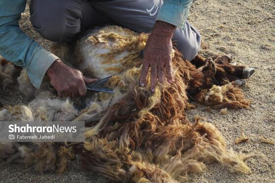 گزارش تصویری | مزرعه دامپروری چپرقویمه