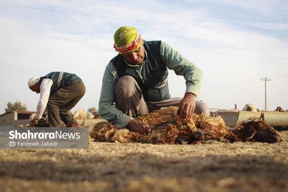گزارش تصویری | مزرعه دامپروری چپرقویمه