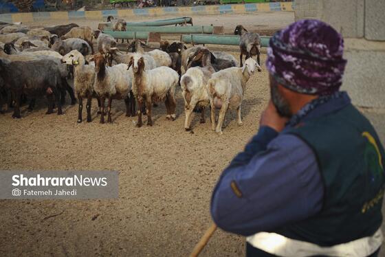 گزارش تصویری | مزرعه دامپروری چپرقویمه