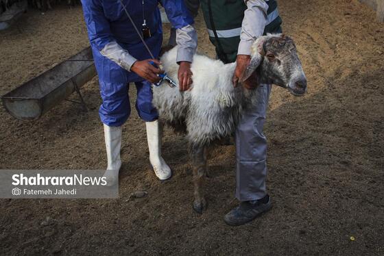 گزارش تصویری | مزرعه دامپروری چپرقویمه