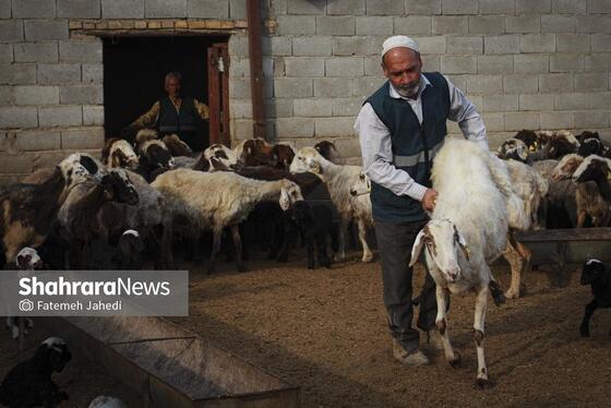 گزارش تصویری | مزرعه دامپروری چپرقویمه