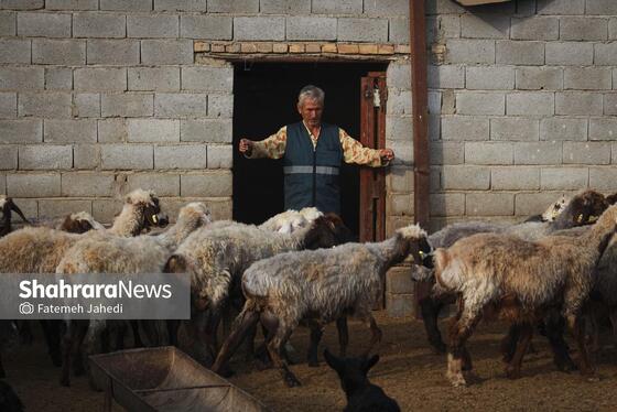 گزارش تصویری | مزرعه دامپروری چپرقویمه