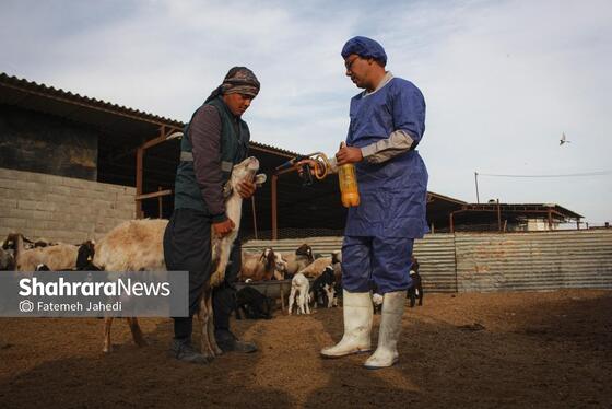 گزارش تصویری | مزرعه دامپروری چپرقویمه