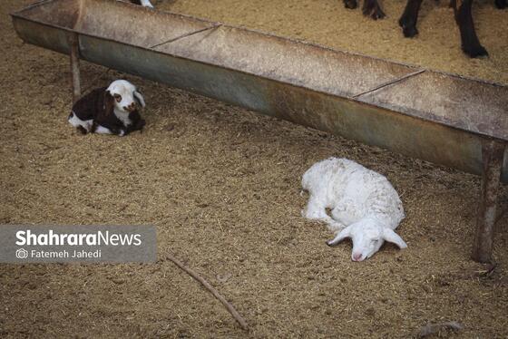 گزارش تصویری | مزرعه دامپروری چپرقویمه
