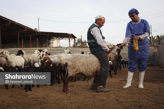 گزارش تصویری | مزرعه دامپروری چپرقویمه