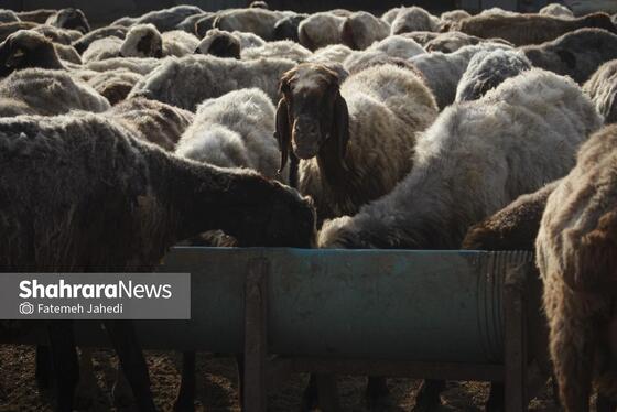 گزارش تصویری | مزرعه دامپروری چپرقویمه