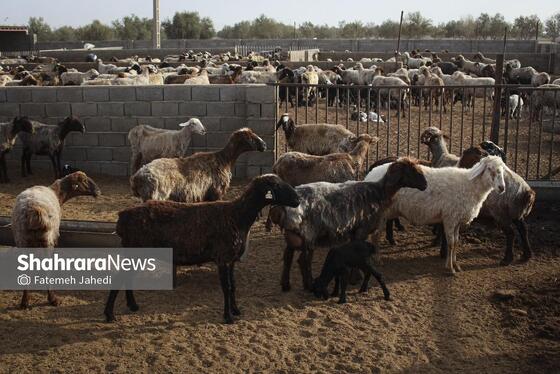 گزارش تصویری | مزرعه دامپروری چپرقویمه