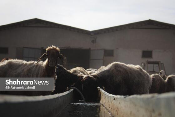 گزارش تصویری | مزرعه دامپروری چپرقویمه