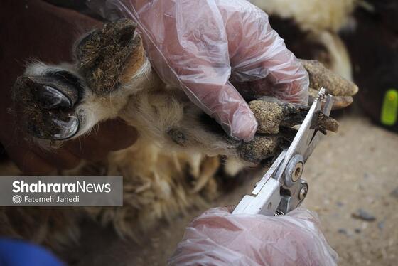 گزارش تصویری | مزرعه دامپروری چپرقویمه